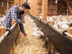 Фермеры Молдовы смогут получить до 150 000 евро на развитие животноводства