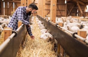 Фермеры Молдовы смогут получить до 150 000 евро на развитие животноводства
