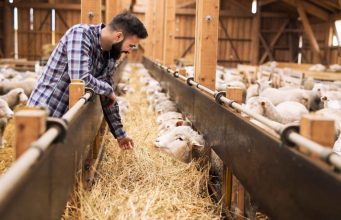 Фермеры Молдовы смогут получить до 150 000 евро на развитие животноводства