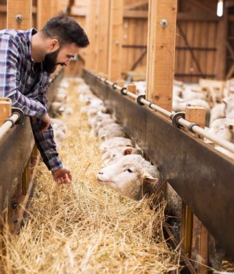 Фермеры Молдовы смогут получить до 150 000 евро на развитие животноводства