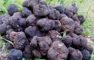 В Молдове обнаружены два съедобных вида трюфелей