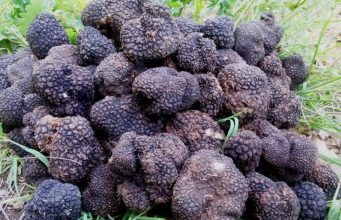 В Молдове обнаружены два съедобных вида трюфелей