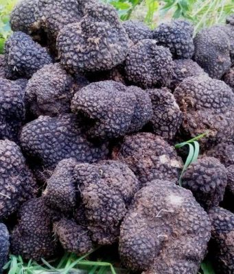 В Молдове обнаружены два съедобных вида трюфелей