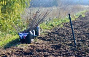 Кампания по лесовосстановлению в Малаештах провалилась