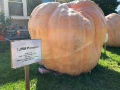 В США вырастили тыкву весом более тонны