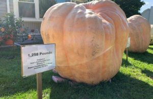 В США вырастили тыкву весом более тонны