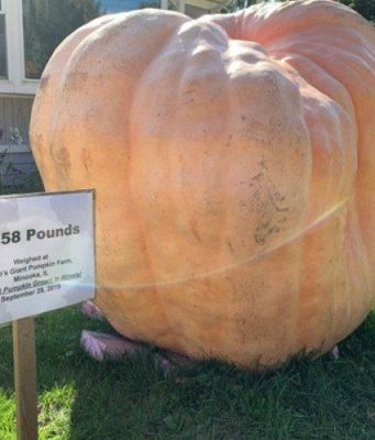 В США вырастили тыкву весом более тонны