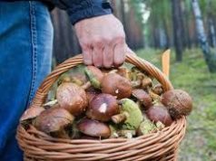 Шесть человек, включая ребёнка, отравились грибами в Молдове