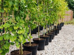 Осенний сезон: продавцы саженцев фиксируют резкое падение спроса