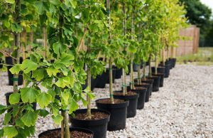 Осенний сезон: продавцы саженцев фиксируют резкое падение спроса