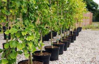 Осенний сезон: продавцы саженцев фиксируют резкое падение спроса