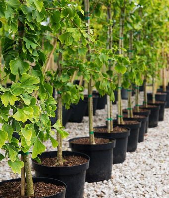 Осенний сезон: продавцы саженцев фиксируют резкое падение спроса