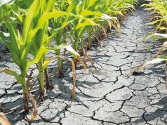 Засуха нанесла серьёзный ущерб 33 000 га сельскохозяйственных культур