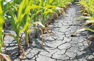 Засуха нанесла серьёзный ущерб 33 000 га сельскохозяйственных культур