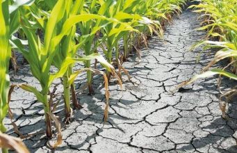 Засуха нанесла серьёзный ущерб 33 000 га сельскохозяйственных культур