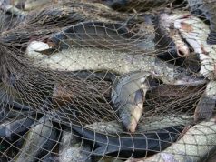 В Оргеевском районе прошли ночные рейды инспекторов по охране окружающей среды