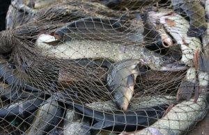 В Оргеевском районе прошли ночные рейды инспекторов по охране окружающей среды