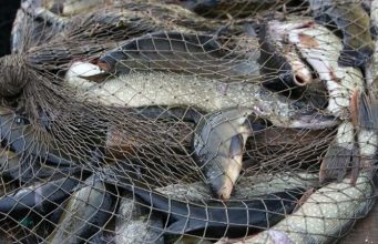 В Оргеевском районе прошли ночные рейды инспекторов по охране окружающей среды