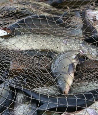 В Оргеевском районе прошли ночные рейды инспекторов по охране окружающей среды