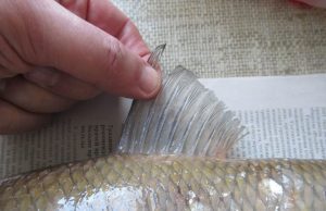 В Молдове задержали торговца краснокнижной рыбой