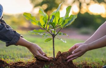 В Молдове стартует кампания по лесонасаждению