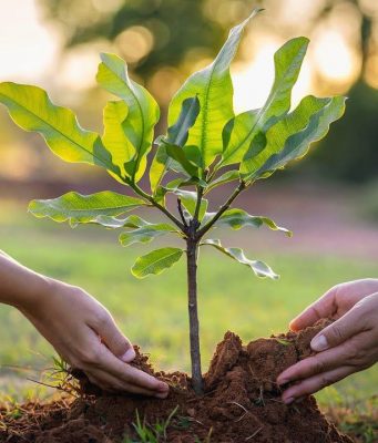 В Молдове стартует кампания по лесонасаждению