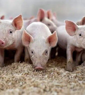 Фермеры Молдовы ждут компенсаций за убытки от африканской чумы свиней