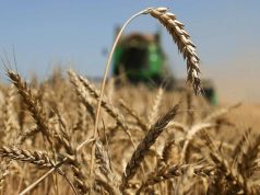 Экспорт пшеницы из Молдовы снизился на 11%