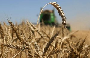 Экспорт пшеницы из Молдовы снизился на 11%