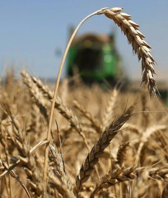 Экспорт пшеницы из Молдовы снизился на 11%