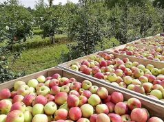 В Молдове стремительно сокращаются площади яблоневых садов