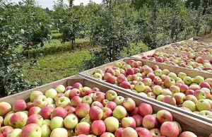 В Молдове стремительно сокращаются площади яблоневых садов