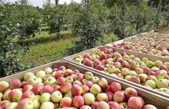 В Молдове стремительно сокращаются площади яблоневых садов