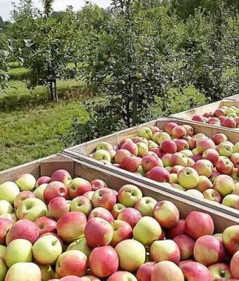 В Молдове стремительно сокращаются площади яблоневых садов