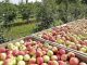 В Молдове стремительно сокращаются площади яблоневых садов