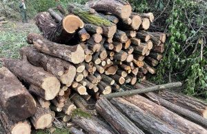 В Молдове готовятся к зиме: дрова становятся роскошью