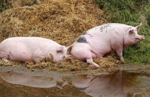 В Молдове фиксируют вспышки опасных заболеваний