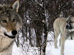 Сторожевая собака спасла овец в Гагаузии от волка