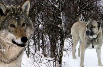 Сторожевая собака спасла овец в Гагаузии от волка