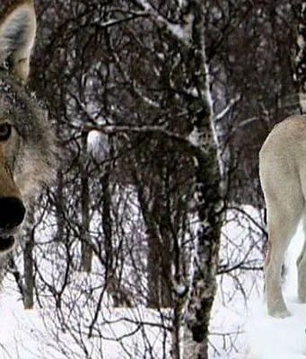 Сторожевая собака спасла овец в Гагаузии от волка