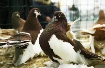 Сороки приняли птиц и животных со всей страны