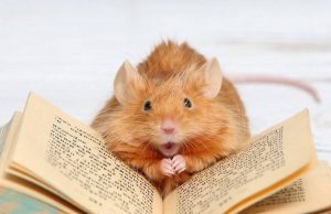 У крыс обнаружили «абстрактное мышление»