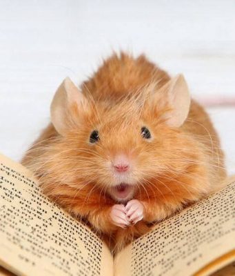 У крыс обнаружили «абстрактное мышление»