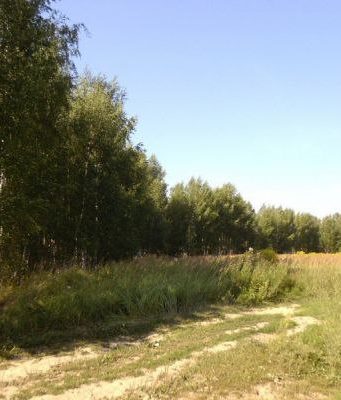 В Кагульском и Вулканештском районах создадут лесозащитные полосы