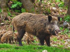 В Яловенском районе установили зону надзора из-за АЧС у диких кабанов