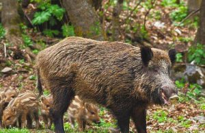 В Яловенском районе установили зону надзора из-за АЧС у диких кабанов