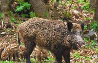 В Яловенском районе установили зону надзора из-за АЧС у диких кабанов