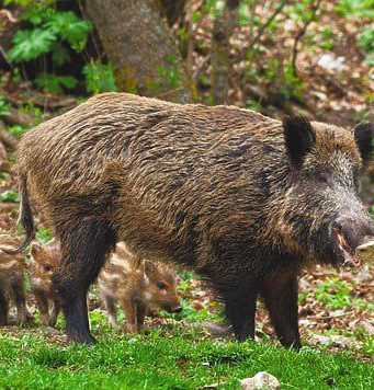 В Яловенском районе установили зону надзора из-за АЧС у диких кабанов