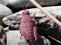 В Новой Зеландии заметили редкого розового кузнечика