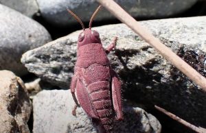 В Новой Зеландии заметили редкого розового кузнечика